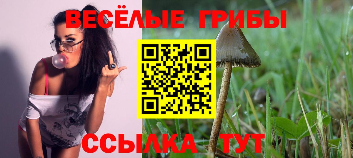 Псилоцибиновые грибы Psilocybe  Вход с VPN  Можайск 